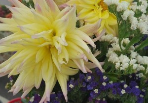 flowers from jefferson farmers market flowers from jefferson farmers market