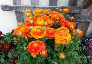 Avid Gardener Cambridge Avid Gardener Cambridge