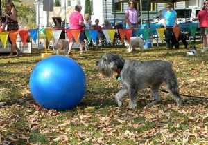 barktoberfest Barktoberfest