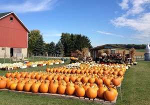 Busy Barns Adventure Farm Busy Barns Adventure Farm