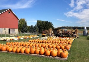 Busy Barns Farm Adventures Busy Barns Farm Adventures