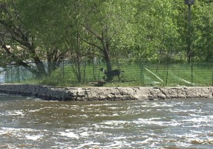 goat island Goat Island