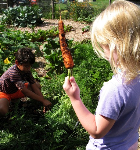 child holidng carrot from garden and another child pulling carrot out of ground