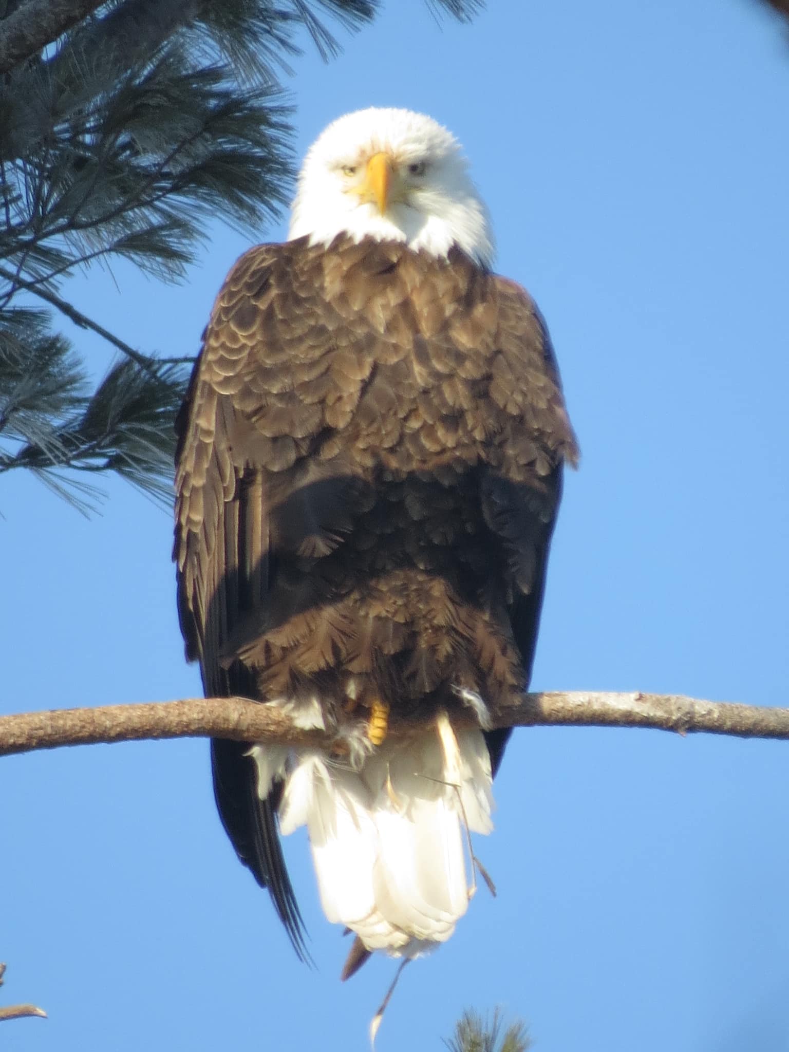 Bald eagle spotted at Lake Ripley