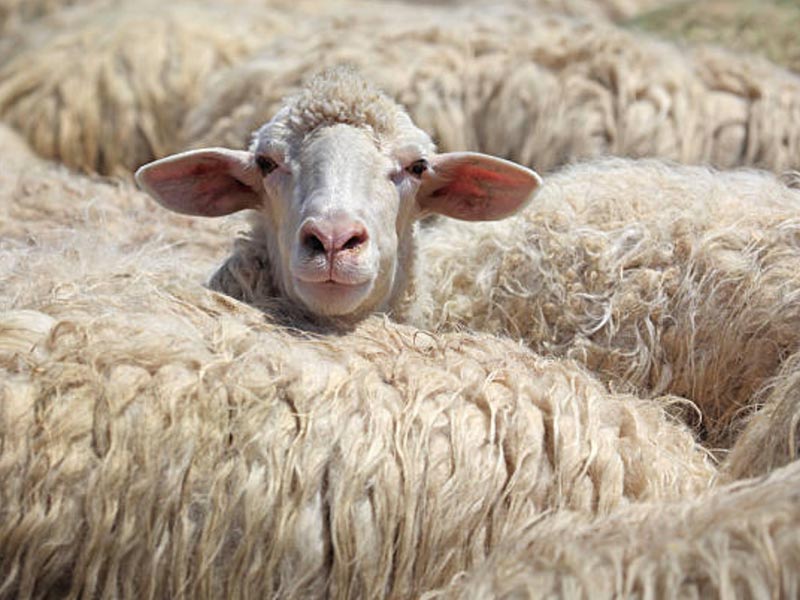 Wisconsin Sheep & Wool