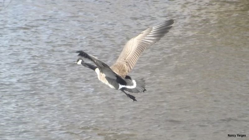 View from Above of a Canada Goose Flying Over the Maunesha River