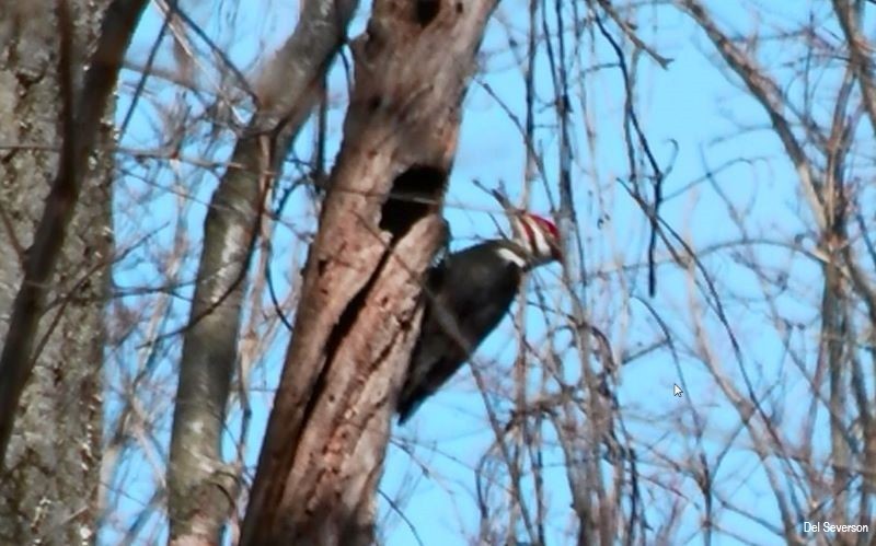 Female Pileated Woodpecker Looking for Insects on a Snag in the Garman Preserve