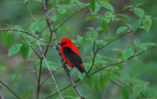 Spring, Birdwatching, Waterloo, Male Scarlet Tanager Perched in Dogwood Shrub