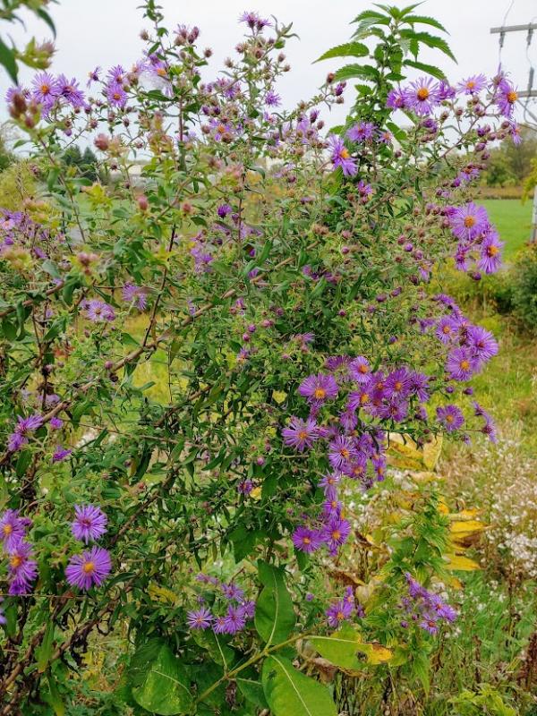 purple flower on Interurban Trail