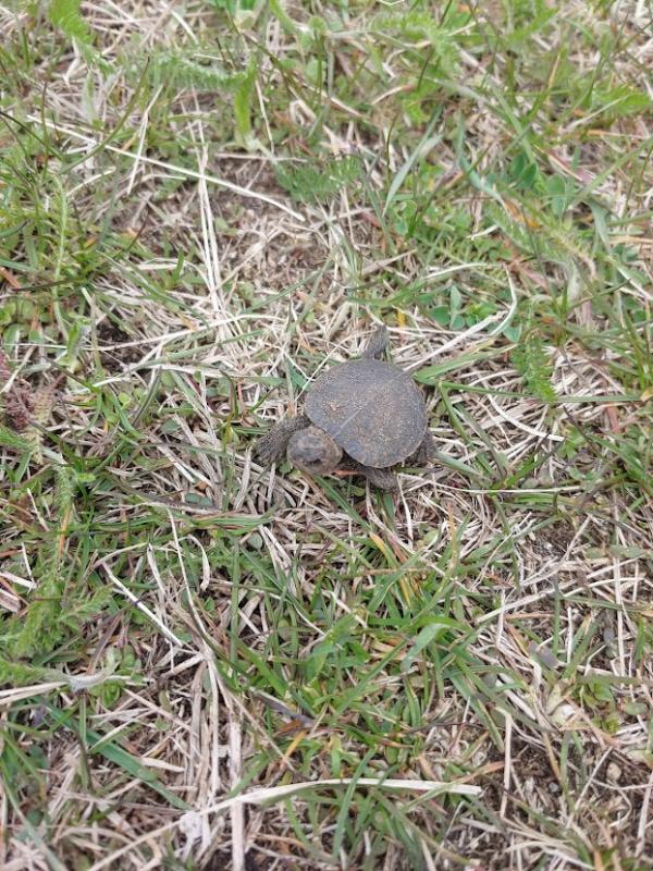 Turtle on Interurban Trail