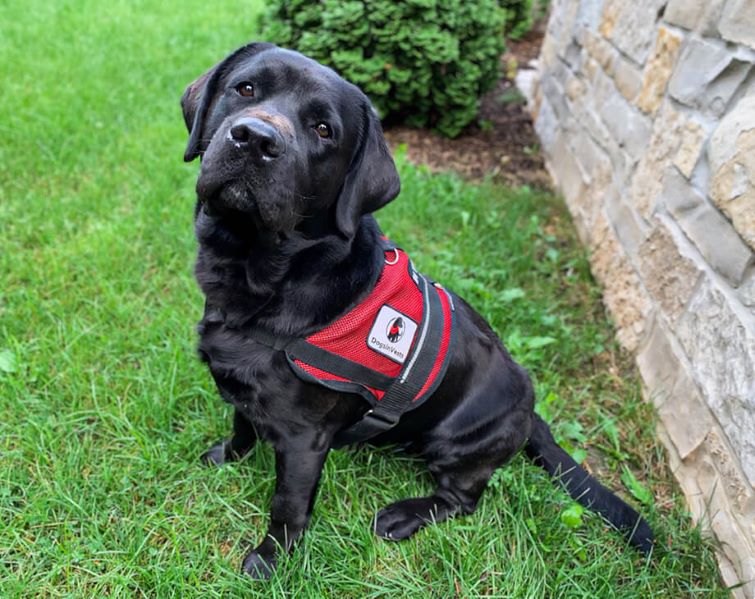 black-lab-puppy-dogs-in-vests
