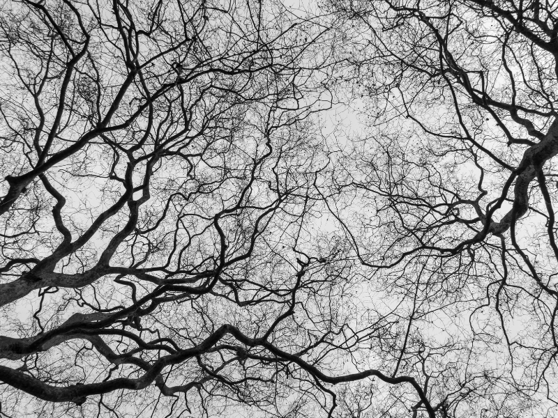 trees Whitewater’s fascinating and mysterious history