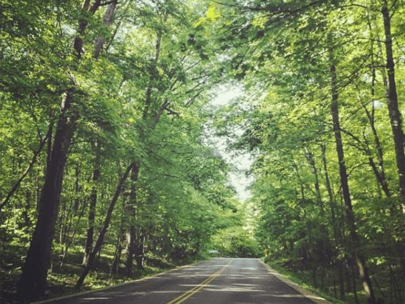 Jeff-county-tree-outlined-road Motorcyclist’s Guide to Jefferson County Area Scenic Routes