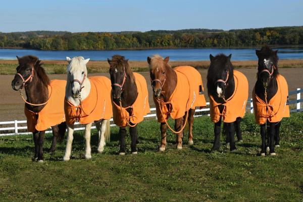 horses-in-orange-Cambridge